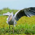 bird-watching-expereince